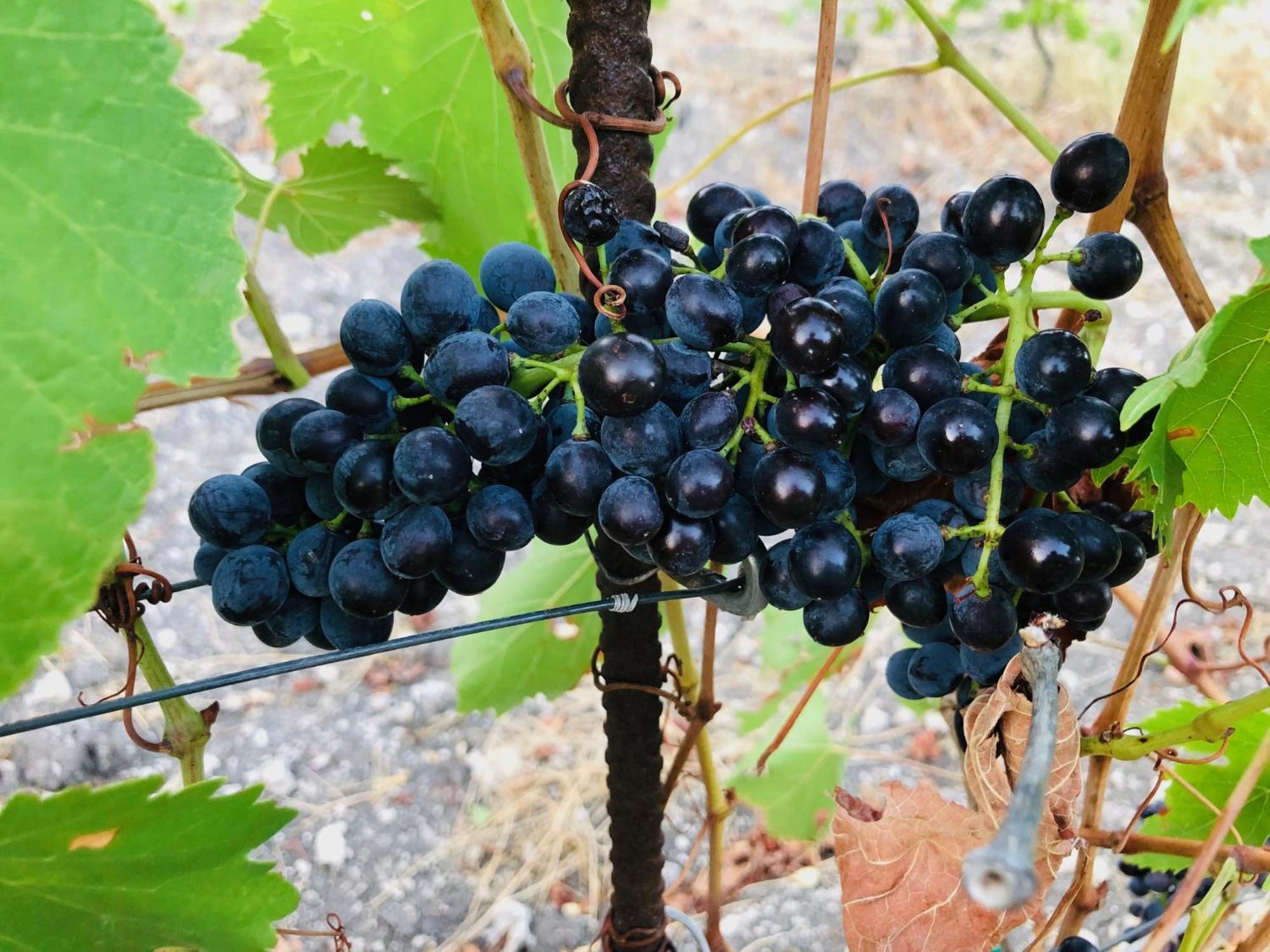 B&B Tenuta La Puntara Caltanissetta Ngoại thất bức ảnh